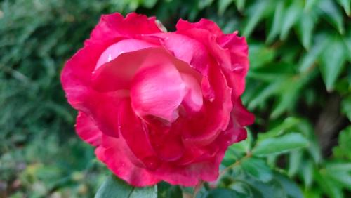 a pink rose is shown at Sterne Luxus Heidesonne in Jesteburg