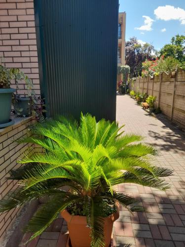 a palm tree in a pot on a sidewalk at Guest House Deme in K'obulet'i