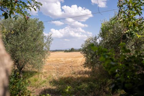 an open field with trees in the foreground and a field of crops at Fontarcella, Heart & Roots in Petrignano sul Lago