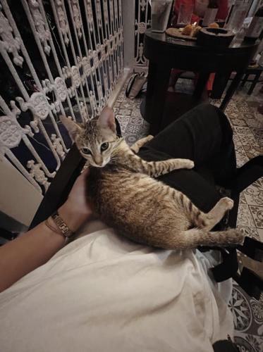 a cat sitting on the lap of a person at GoSolo Stays Bandra Hostel in Mumbai