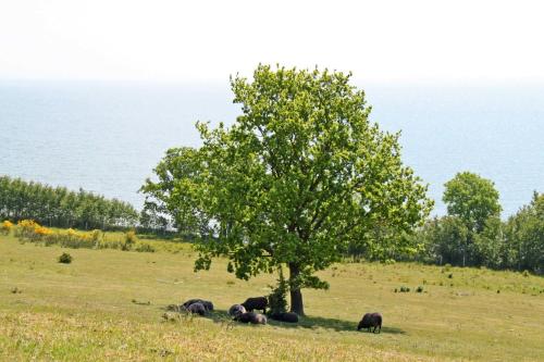 un gruppo di animali che pascolano in un prato sotto un albero di Ferienwohnungen in Göhren a Göhren