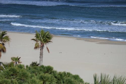 a palm tree on a beach next to the ocean at Hotel Costa Verde in Tortoreto Lido