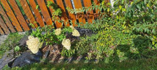 a garden with some plants in front of a fence at Domek do wynajęcia SkoSki in Jaworzynka
