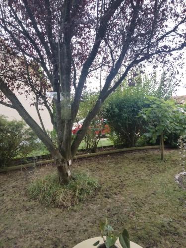 a tree in the middle of a yard at Les hunaudieres 4 chambres - 4 lits doubles in Teloché