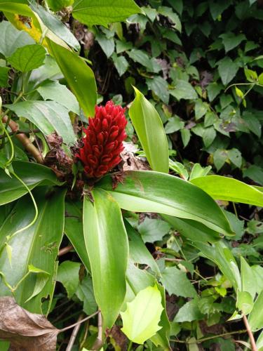 a red flower on a plant with green leaves at Casa Osa Bella John's house in Agujas