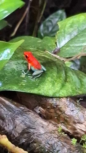 a red bird sitting on a green leaf at Casa Osa Bella John's house in Agujas