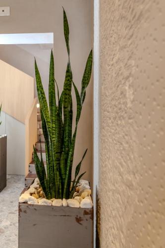 a plant in a pot next to a wall at Residenza San Giovannello in Marsala