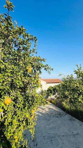 an orange tree with lots of oranges on it at House in Maroni in Pervolia