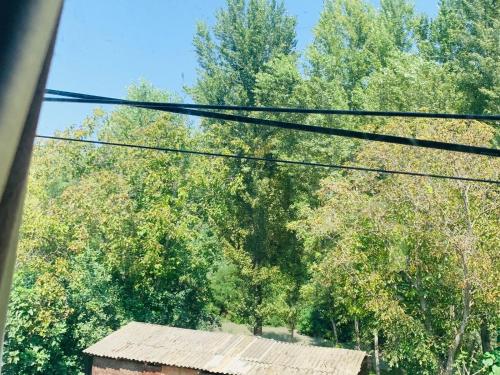 a view of trees from a train window at Uplistsikhe guest "Paluma" in Kʼvakhvreli