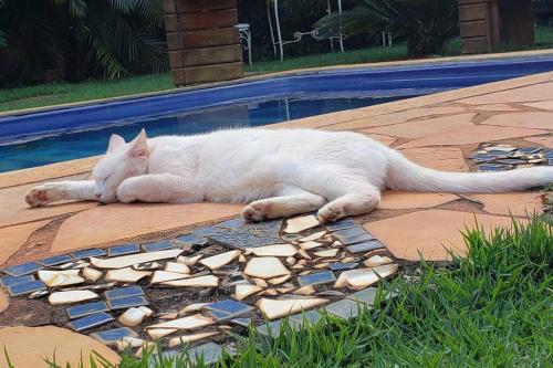 a white cat laying on a tile floor next to a pool at Casa Quereres - autenticidade e afeto in Brumadinho