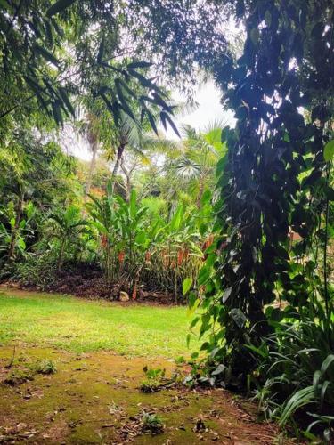 a tree with green leaves in a field at Casa Quereres - autenticidade e afeto in Brumadinho