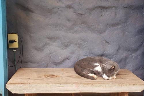 a cat laying on top of a wooden table at Casa Quereres - autenticidade e afeto in Brumadinho