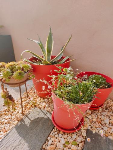 a group of potted plants in red pots on a ground at Maison le Merzer, entre terre et mer in Le Merzer