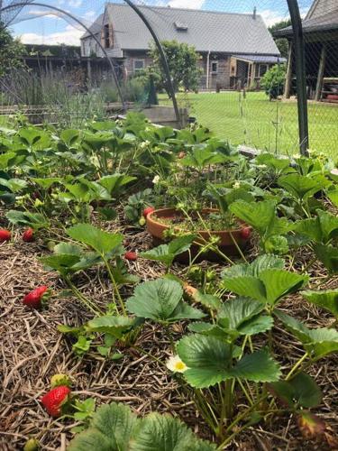 a garden with strawberries and plants in a yard at Charming Spacious Rural Otaki Retreat in Otaki