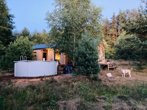 a dog standing in a field next to a bath tub at Przystanek Naglady Warmia- całoroczny, duża leśna działka in Naglady