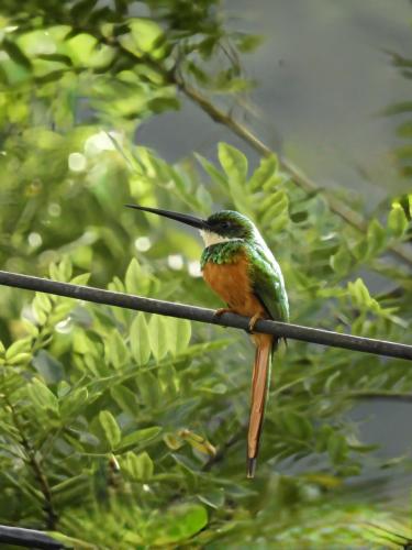 Animales en el lodge o alrededores