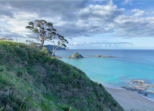 a tree on a hill next to the ocean at Elliot Bay - Hilltop Cottage in Rawhiti