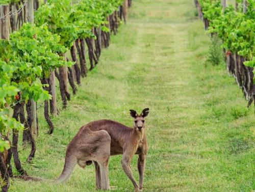 a kangaroo standing next to a row of vines at Block Eight Estate Gum Trees Villa in Belford