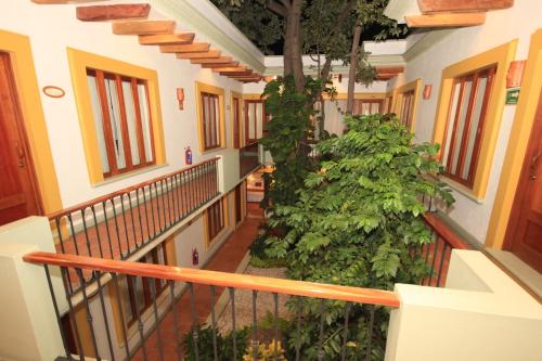 a hallway of a building with a tree at Hotel Casa Vertiz in Oaxaca City