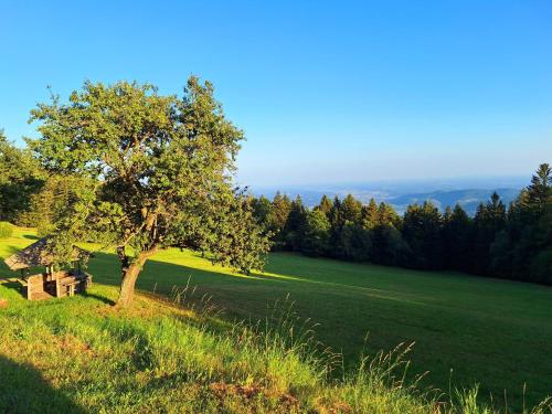 un árbol en la cima de un campo verde en Ferienhütte Panoramablick, en Rubland