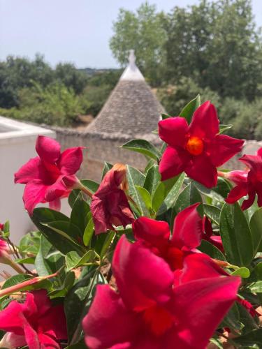 a bunch of red flowers in front of a building at Casetta Monti del Duca in Martina Franca