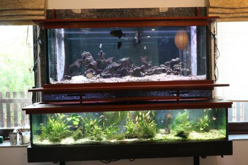 a fish tank on a shelf in a room at Beach House @ Khao Tao in Khao Tao