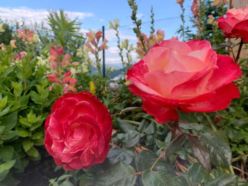 two red roses in a garden at Auszeit 2 0 Digital Detox in Obergrünburg
