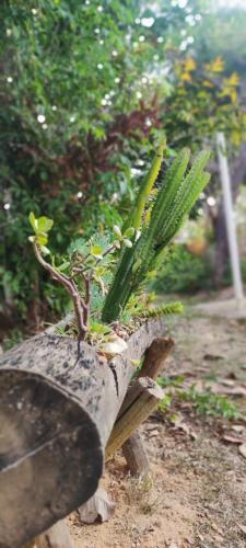 Taman di luar Chácara Aconchego