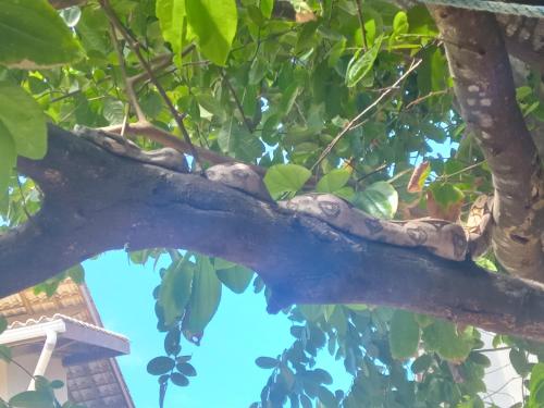 a bird sitting on a branch of a tree at Zion camping in Camacari