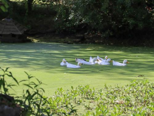 a group of ducks swimming in the water at The Old Stables in Ashford