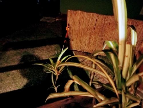 a plant in a pot next to a chair at Linda cabaña con excelente vista panorámica in Piriápolis