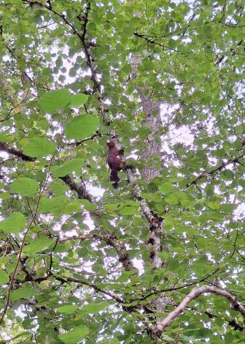 a bird sitting on top of a tree branch at Chalet 139 Hakuna Matata in Durbuy