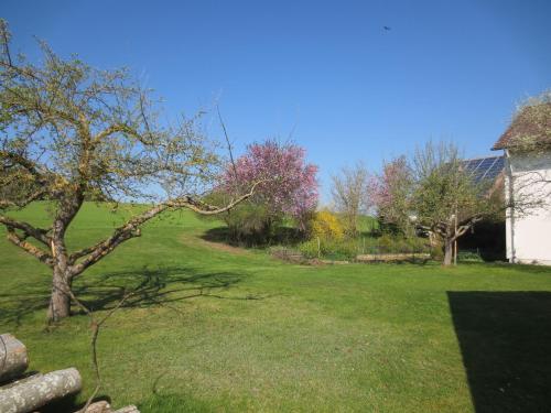 a green yard with a tree and a house at Gästehaus Erika in Tengen
