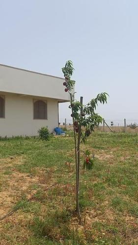 a small tree in a field next to a house at Ferme de Rêve, logement Entier à Louer in Sidi Allal el Bahraoui