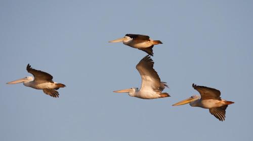 a group of birds flying in the sky at Zambezi Dusk in Livingstone