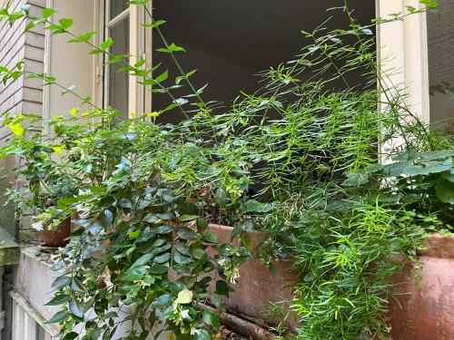 un grand pot de plantes dans une fenêtre dans l'établissement Comme une petite maison, à Paris