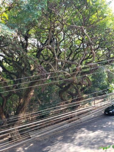 a tree on the side of a road with a car at Pousada Monte Sião in Sao Paulo