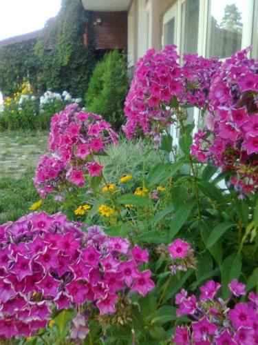 a garden of purple flowers in front of a house at Zodiac House in Samokov