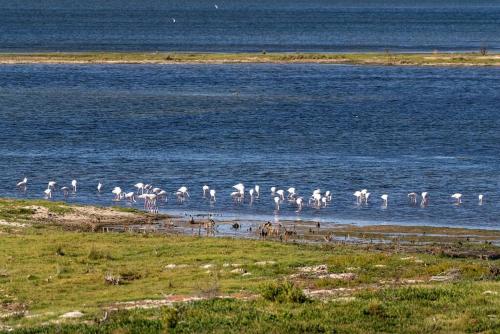 a flock of flamingos standing in the water at Flamingo Bay Manor in Fisherhaven