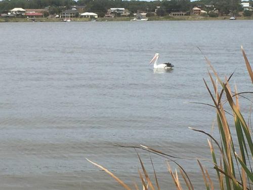 a pelican swimming in a body of water at Goolwa Retreat in Goolwa North