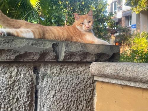 a cat laying on top of a stone wall at 哲帆民宿花园洋房江与城店 in Chongqing