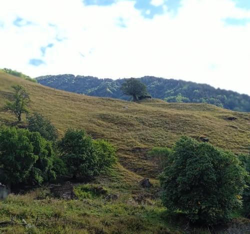 a grassy hill with trees on the side of it at Elos Guesthouse in Iprari
