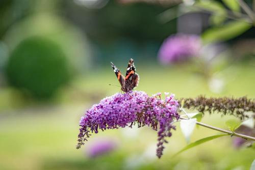 a butterfly sitting on top of a purple flower at Landhaus Kaiserblick in Ellmau
