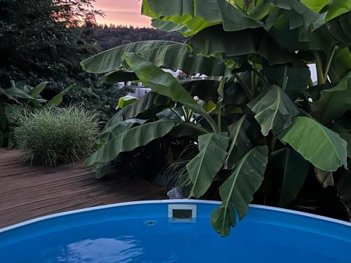 ein Baum mit großen grünen Blättern neben einem Pool in der Unterkunft City Chillout Heidelberg Appartement with Sauna & Pool in Heidelberg