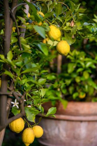 Κήπος έξω από το Citrus Charm Farmhouse, a Country Villa with Pool