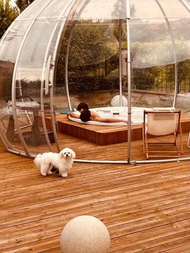 a small white dog on a deck with a woman in a pool at VILLA PATTY ASSISI con SPA in Assisi