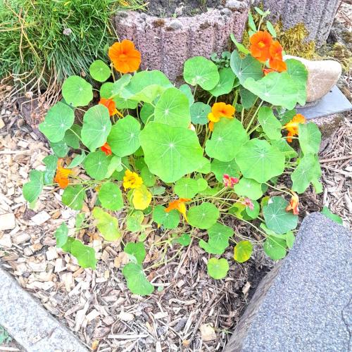 a plant with orange and yellow flowers in a garden at Hakuna Matata - Gemütlichkeit bei Oldenburg in Hatten