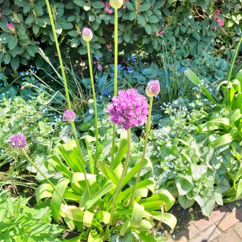 a garden with purple flowers and other plants at Hakuna Matata - Gemütlichkeit bei Oldenburg in Hatten