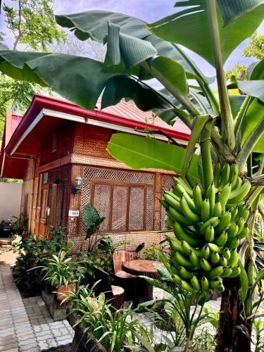 a house with a bunch of bananas hanging from a tree at Ocean Breeze Inn in Boracay