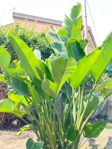 a green plant with large green leaves at AR apartments in Lamezia Terme